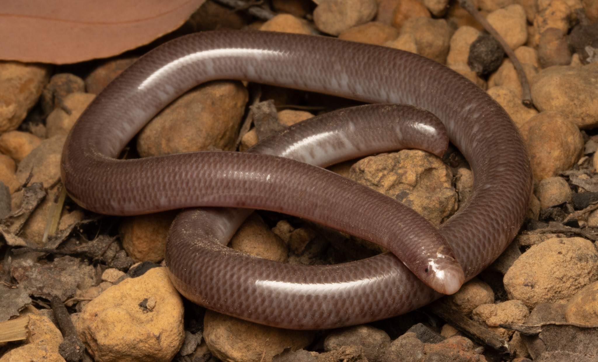 Gallery image 30