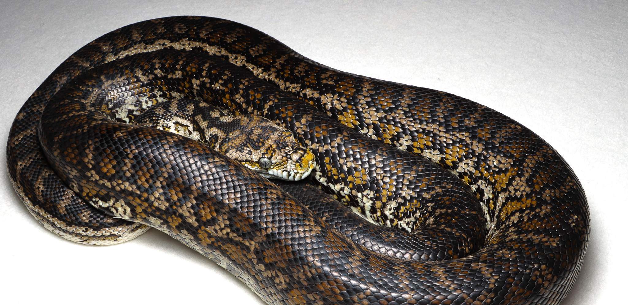 Species image 2