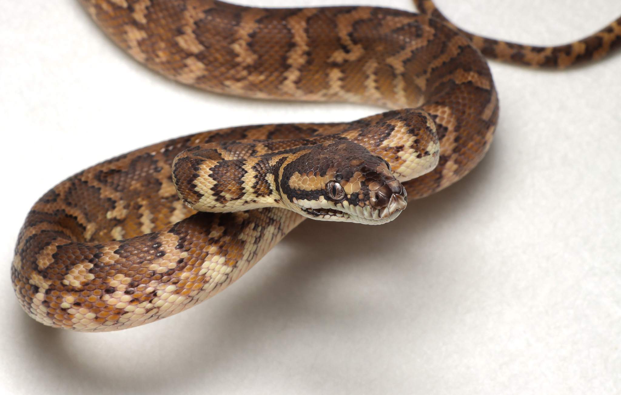 Species image 3