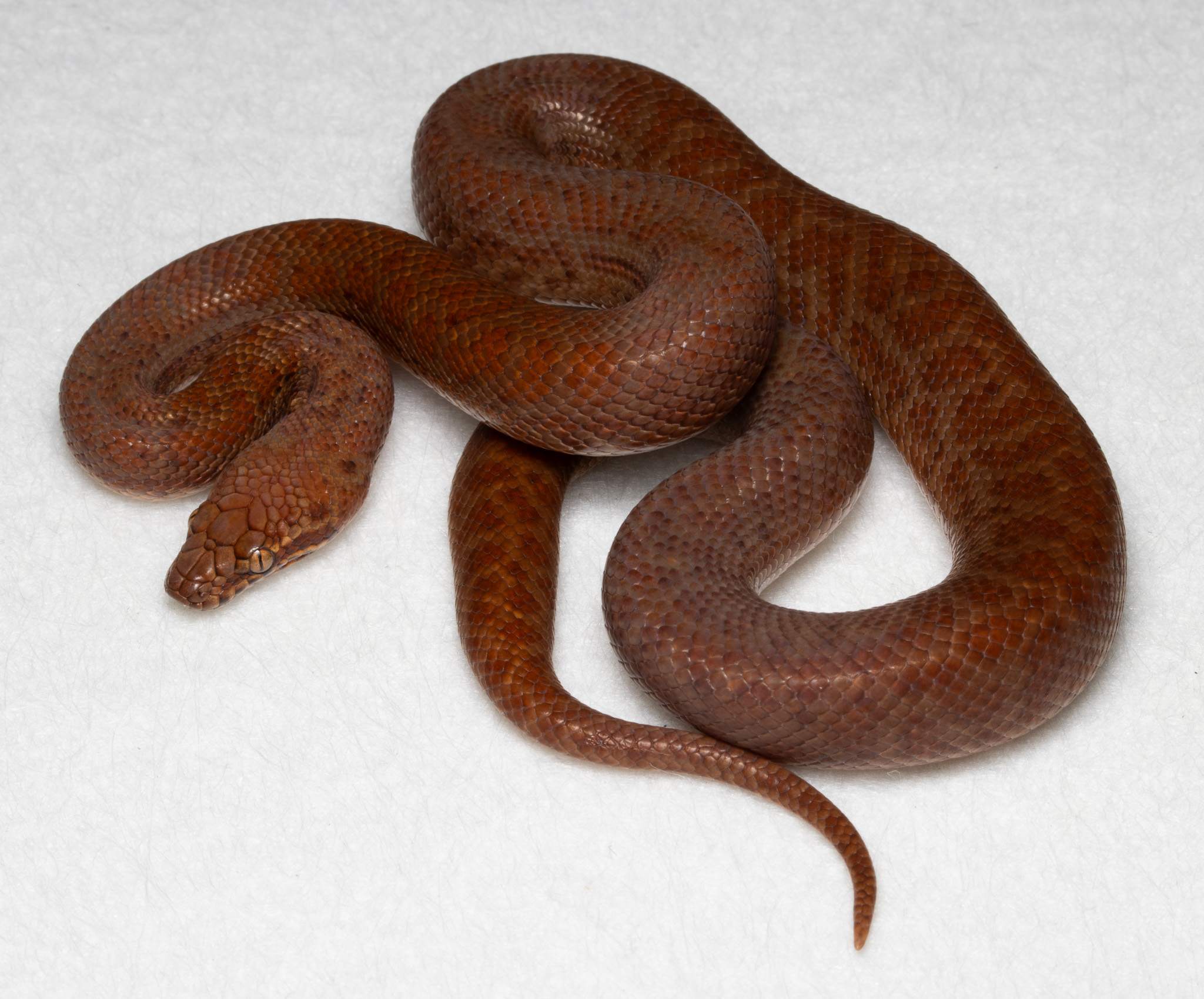 Species image 5