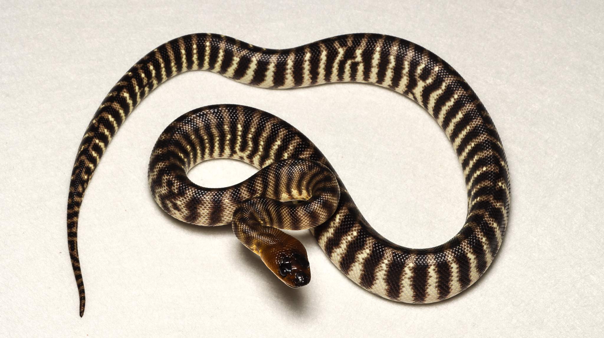 Species image 6