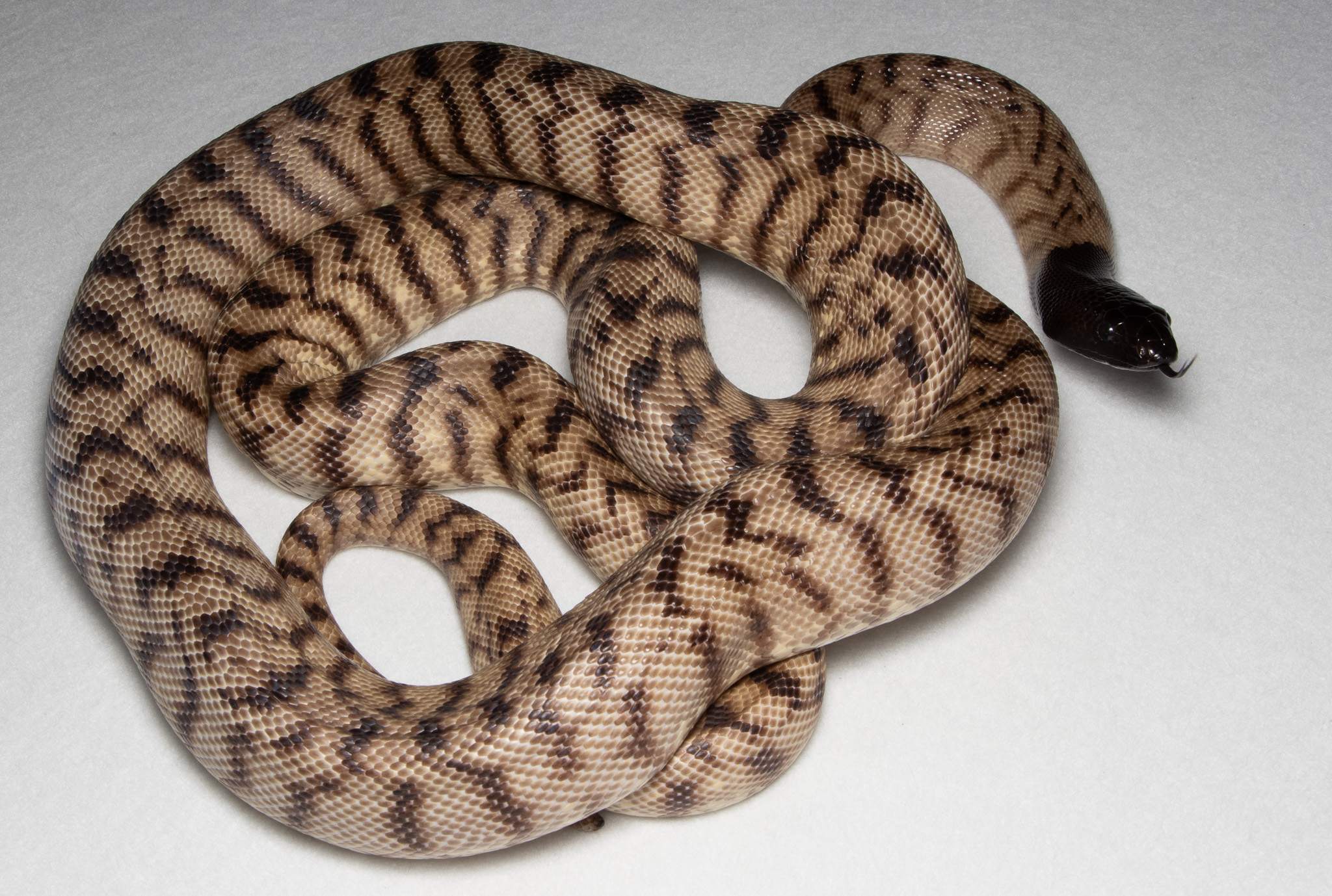 Species image 7