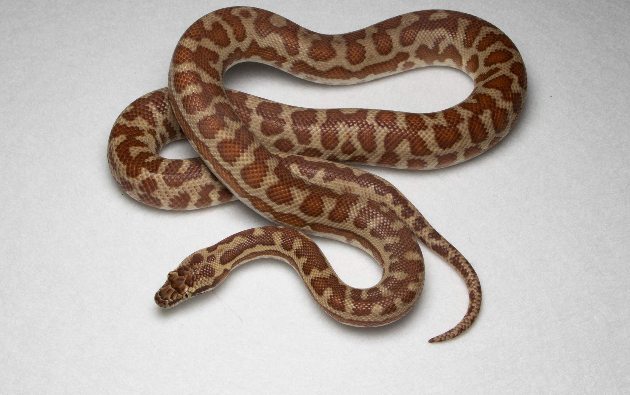 Species image 8