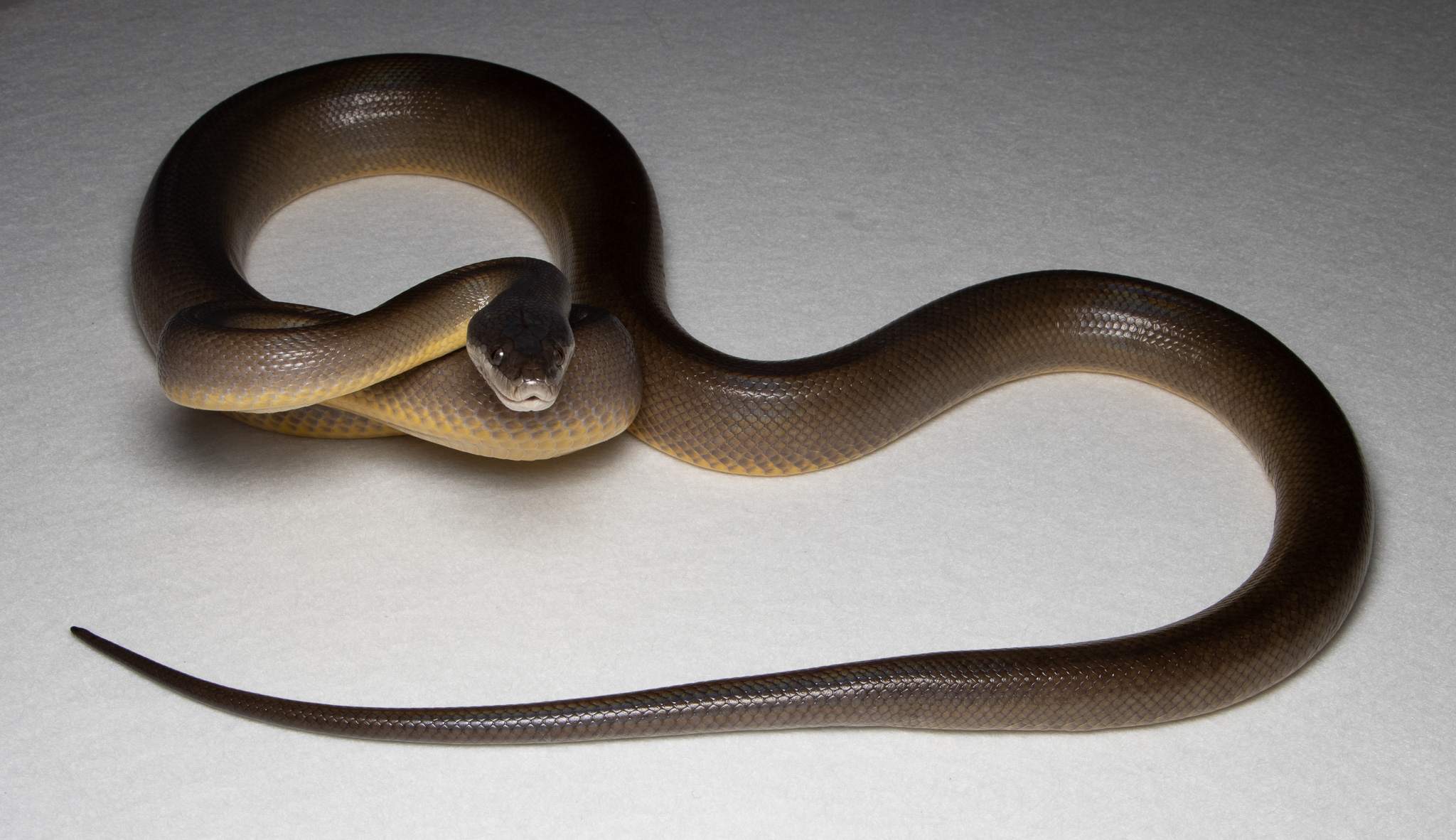 Species image 9